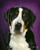 Greater Swiss Mountain dog puppy