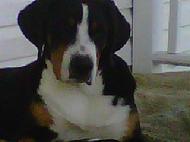 Greater Swiss Mountain Dogs also called GSMD are a Akc breed in the working class.  Wildest dream swissies have an occasional litter of Greater Swiss Mountain Dog puppies and are listed as Breeders on the GSMDCA web site.
