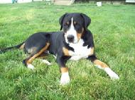 Greater Swiss Mountain Dog Puppy at 1 year.  Wildest Dream Swissies located 45 minutes from Canada