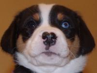 A blue eyed Greater Swiss Mountain Dog puppy