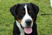 Greater  Swiss Mountain Dog Nationals
