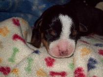 Wow so sweet. Newborn Swissy puppy