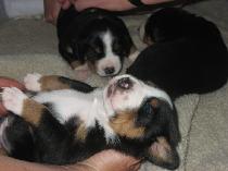 Greater Swiss Mountain Dog Puppies at 3 weeks old.