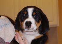 Greater Swiss Mountain Dog Puppies for sale