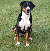 Canadian Geater Swiss Mountain Dog from Cathy Cooper
