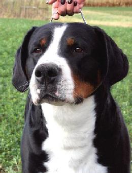 Felon is from Painted Mountain in Washington.  Trout Creek is also in Washington.  He is a greater Swiss Mountain Dog that is the Stud for Wildest Dream Intangible of Wildest Dream Swissies.