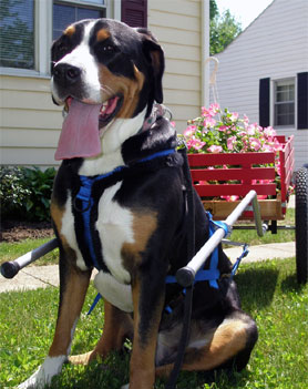 Picture of Greater Swiss Mountain Dog from Cheerished Swissies