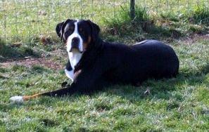 Greater Swiss Mountain Dog from New York laying in the yard