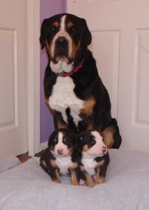 Greater Swiss Mountain Dog and puppies.  Bentley is from Cherished in Ohio