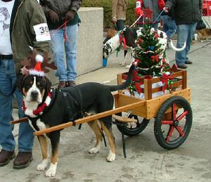 Greater Swiss Mountain Dog in Ohio bred to our Michigan Swissy, Tangee.  Lokking fo Greater Swiss mountain Dog puppies in February 2012.
