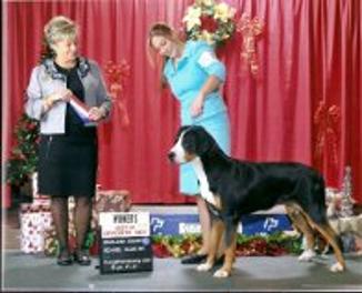 Greater Swiss Mountain Dog Wildest Dream Midnight in Havana becomes a Champion