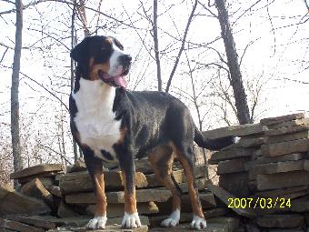 Greater Swiss Mountain Dog Female here in Michigan 12 miles from Ohio.