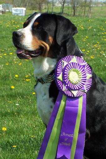 Award of Merrit Winner at Greater Swiss Mountain Dog Nationals