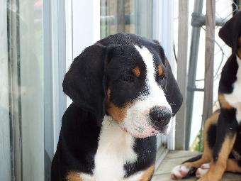 Greater Swiss Mountain Dog Puppy, Wildest Dream Intangible