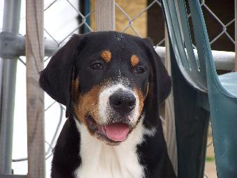 Greater Swiss Mountain Dog Puppy, Wildest Dream Water Lilly