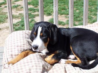 Wildest Dream Intangible, Greater Swiss Mountain Dog Puppy