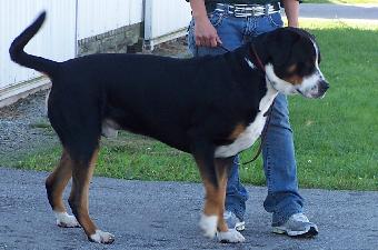 Justus at a dog show representing the Greater Swiss Mountain Dog (GSMD) Swissy