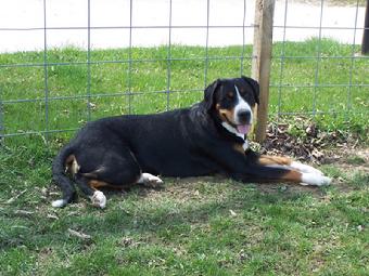 Ch. Wildest Dream Come To Me a Greater Swiss Mountain Dog at Wildest Dream Farm.  Beacon's father is from Quiet Valley in Florida who has affiliation with Suddanly Great Swiss Mountain Dogs of Suddanly Farms.