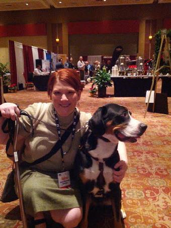 Greater Swiss Mountain dog who is also a service dog.