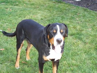 Greater Swiss Mountain Dog in Michigan and Ohio area. 