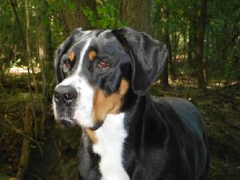 Wildest Dream Farm home of the Wildest Dream Swissies.  We have Greater Swiss Mountain Dog Puppies on occasion.  We are located in Michigan close to Canada, Ohio, Pennsylvania, illinois, Indiana, Kentucky and Tenesee.  Come visit our Swissie and their puppies 