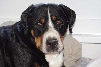 Beacon is a our Greater Swiss Mountain Dog girl who just had 6 puppies at Wildest Dream Farm