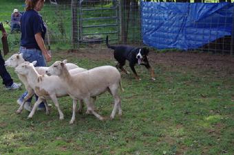 Greater Swiss Mountain Dog Herding sheep in Virginia.  Had to travel from Michigan, OH, PA to get to VA to herd them sheep