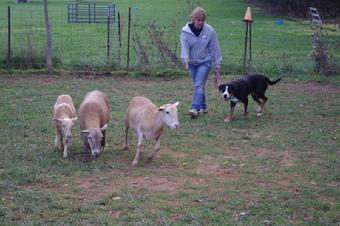 A Swissy herding sheep.  Swissies aree a AKC working breed.  Wildest Dream Swissies are members of the GSMDCA