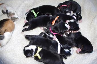 Greater Swiss Mountain Dog puppies in Micigan, close to Ohio, Indiana, Pennsylvania and Canada