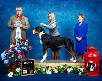 Greater Swiss Mountain Dog stud from Wisconsin.  breeding with our girl GSMD here in Michigan 