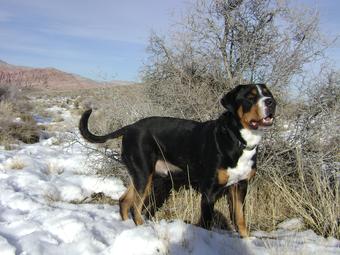 Greater Swiss Mountain Dog in Las Vegas area, Mountain Snow.  Wildest Dream Kodi