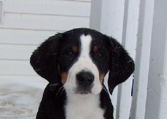 Wildest Dream Swissies in Michigan present this Greater Swiss Mountain Dog puppy.  Afuture Champion to be sure.