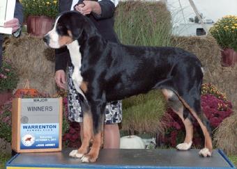 Greater Swiss Mountain Dogs are cousins to the Bernese Mountaid Dog.  Millie won a 5 pt. Major in Virginia