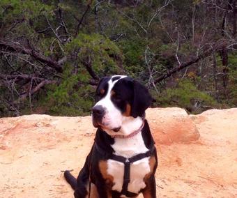 Greater Swiss Mountain dog on a hike, puppies in Ohio.