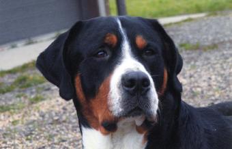 Greater Swiss Mountain Dog puppies here in Michigan. Swissies Puppies, Swissy puppies.  Rookie will be used by Greater Swiss Mounatiasn Dog Breeders Wildest dream Swissies.