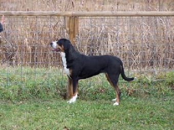 Greater Swiss Mountain Dog here in Michigan at Wildest Dream Farm home of the Wildest Dream Swissies.