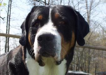 Wildest Dream Swissies, Greater Swiss Mountain dog in Michigan, Ohio Indiana area and hour South of Canada and IL.