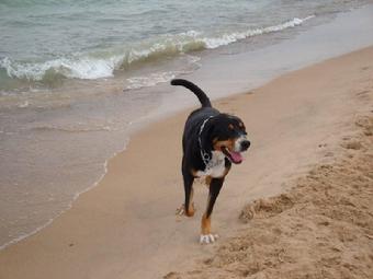 Greater Swiss Mountain Dog on the beach playing