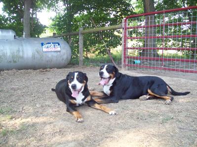 Ch. Painted Trout Crimes of the Heart of Painted Mountain kennels or Painted Mtn.  and Wildest Dream Intangible here in the North West.  Both AKC Greater Swiss Mountain Dogs and are having puppies