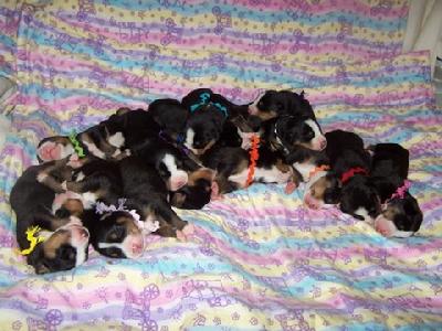 The Enchanted litter of greater Swiss Mountain Dogs. Sire is Ch. Cordillera's Journeyman Kai from Utah out ofBISS Ch. Cordillera's Future Legend and Shadetree-R Waters Out 2 Lunch  
