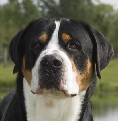 Otis is a Greater Swiss Mountain Dog that lives with his family Bob and Dawn in Ohio.  