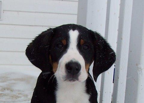 Greater Swiss Mountain Dog puppy at Wildest Dream Swissies in Michigan just North of Ohio.  Sire is from Utah; Ch. Cordillera's Journeyman Kai