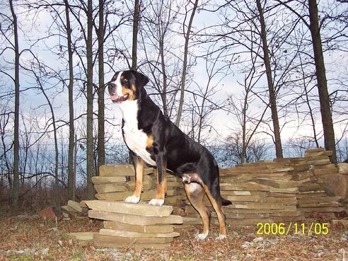 Greater Swiss Mountain Dog Stud Dog.  Justus has 5 Swissie litters with fine Greater Swiss Mountain Dog girls in Canada, California, and Ohio.