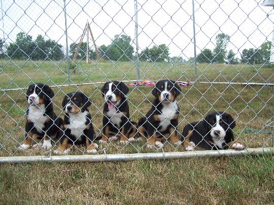 Greater Swiss Mountain Dog Puppies in Southern Michigan about a half hour from Ohio