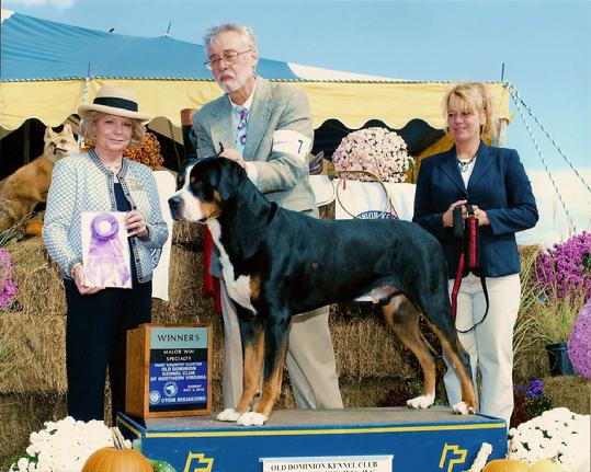 Wildest Dream Farm greater swiss mountain dog winning in Virginia, GSMD, Swissie, Swissy