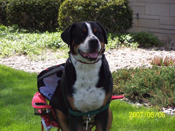 Greater Swiss Mountain Dog, male, sitting in a chair