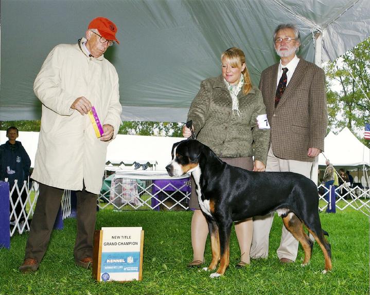 Greater Swiss Mountain Dog Ripley living in New York becoming a Grand Champion
