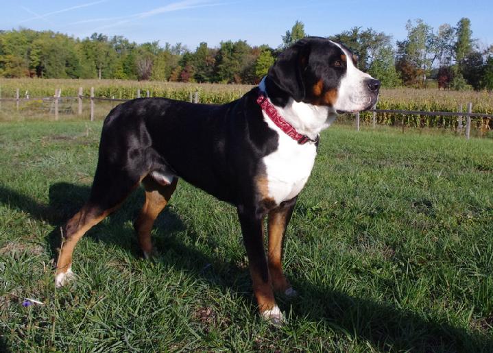 Greater Swiss Mountain Dog Jethro