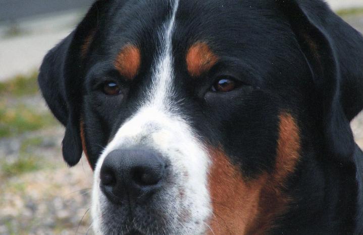 Greater Swiss Mountain Stud dog used to have puppies at Wildest Dream Swissies breeders of Merit with AKC